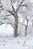 Large tree with thick branches covered in fresh snow standing in a snowy landscape with other snow-laden trees and shrubs in the background